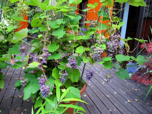 Grapes in a pot 2013